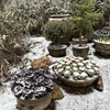 雪はノーマルタイヤじゃ太刀打ち出来ません！経験って大事だよね！