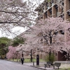 仙台　春　桜　寒い