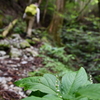 芒種の加持ヶ峰遊山　山法師