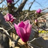 木蓮・白木蓮を詠んだ短歌　　大船フラワーセンターの紫木蓮・白木蓮は満開．　　かきくらし雪降る中の木蓮の花は雪よりなほ白く見ゆ　岡麓　　おおらかに此処を楽土とする如し白木蓮の高き一もと　与謝野晶子　　ゆらゆらと水かげろふのうつりたる岩かげに白き深山木蓮　若山喜志子　　そらのなかに歓びあれや幹高き白木蓮のはな飛びはじむ　香川進　　木蓮の落花一ひら拾ひ上ぐ女一人生きてゆかねばならぬ　大西民子　　いにしへの王（おおきみ）のごと前髪を風に吹かれてあゆむ紫木蓮まで　阿久津英