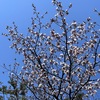 札幌の桜が満開になるのはもう少し？今日はお天気の良い１日でした