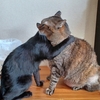 秋の日の三人（猫二人とおっさん一人）