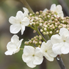 庭のムスカリの花が咲いた