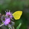 🦋まだまだ昆虫撮影🕷️