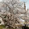 男鹿は桜が満開