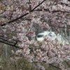 桜とロマンスカー