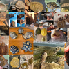 ◇2022.12.11 EXOTIC REPTILE EXPO 出品生体