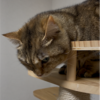 キャットタワーで寛ぐあんころもち特集36