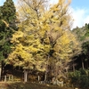 菩提寺の紅葉となぎビーフ