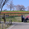 《緊急告知２》６０万本の「チューリップフェア」開催　他の花も沢山　【馬見２４】