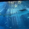 【沖縄3日目】美ら海水族館→亜熱帯サウナ