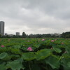 まんぼぅくん、上野不忍池の蓮の花　その1