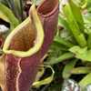 ウツボカズラが発する匂いと植物の生態系