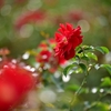 🌹京成バラ園 単焦点レンズでガチ撮影しました😊