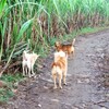 愛知県知多半島で野犬からエキノコックスが継続的に発見されています