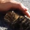 【かわいい】捨てられた子猫の救出（動画）