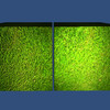 grass texture bump mapping