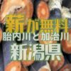 新潟県の胎内川と加治川では、同日に伐採木の無料配布が行われます