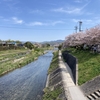 私の散歩道⑭～桜は散り始め、、、桜吹雪の中、賀茂川を北に上って行きます(^-^")/