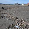 国後島・古釜布湾　海岸にウニが打ち上げられる