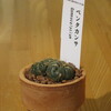 Gymnocalycium ペンタカンサ（聖王丸）