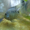 【生き物】バルーン・テキサスシクリッド。（2024/10/17）