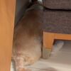 すみっこ