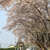 ６号国道の桜並木・・