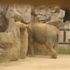 【動植物】天王寺動物園ですよ（２）