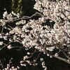 路傍の白梅