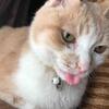 キバが１本に