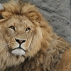『百獣の王』ライオンの生態について解説！　
