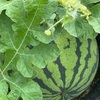 野菜に話しかけるのは変な人？