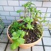 いろいろなお役立ちハーブを植え込んでみました♥愛しの植物さん