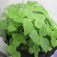 間一髪 三つ葉に花が咲き始める5月 ママちゃんの自由帳 間一髪 三つ葉に花が咲き始める5月 ママちゃんの自由帳