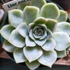 🌵多肉植物  我が家のエケベリア🌵