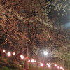 寒いけど久々の夜桜花見