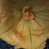 ズッキーニの人工受粉で雄花か雌花か見分けがつきにくい