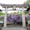 藤山神社 藤満開☆