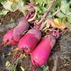サツマイモそっくり？サラダで美味しい赤大根「紅くるり」の移植栽培記録
