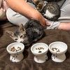 子猫のための器。