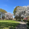 桜と春の花〈その１〉横浜市北西部・大和・町田あたりを散策