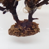 ミヤベモク Sargassum miyabei の付着器と腊葉(押し葉)標本