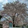 うちの近くの桜