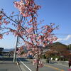 早春ドライブで伊豆急沿線巡り♪（その２１・河津桜まつり・静岡県賀茂郡河津町浜）