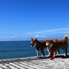 柴犬の夏