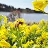 袖ケ浦公園の春