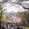 祇園白川の桜と舞妓撮影会の思い出