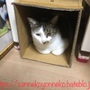 【毎月2日は次ニャン坊チビの月命日】R.I.P.チビ【19か月】