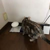 猫、暑いときの避難場所